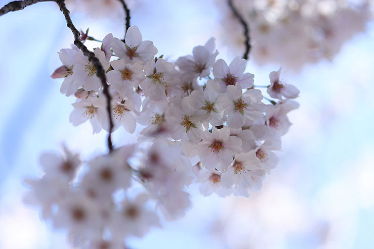 桜の画像