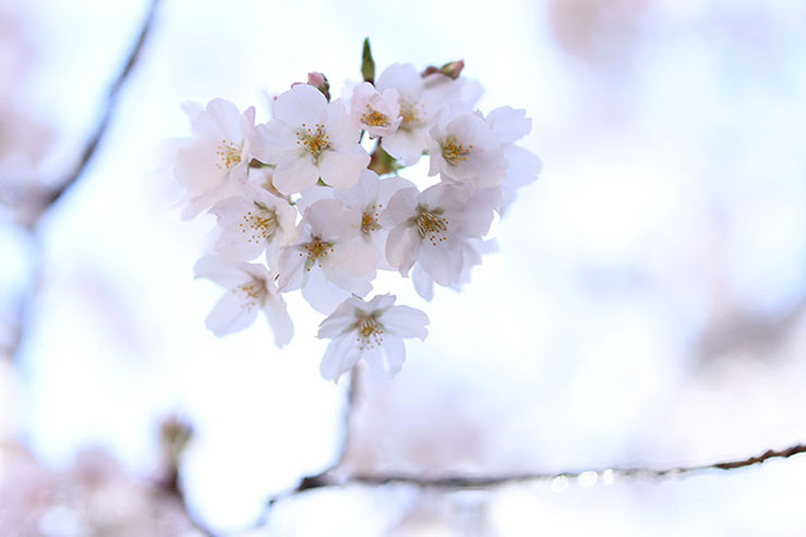 Canon EOS M6 Mark II と SIGMA 56mm F1.4 DC DN | Contemporary でフワフワ桜写真を撮りにキービジュアル