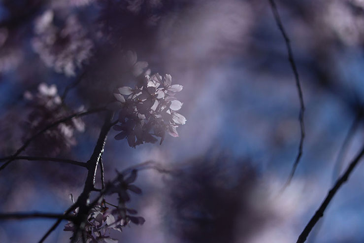 桜の画像
