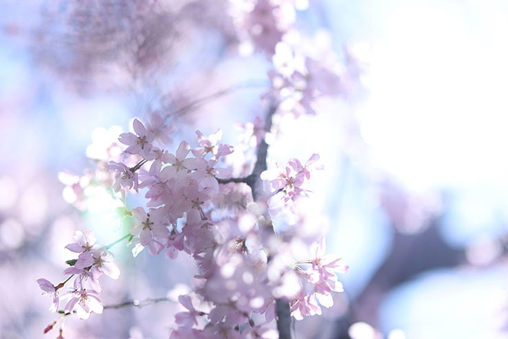 桜の画像