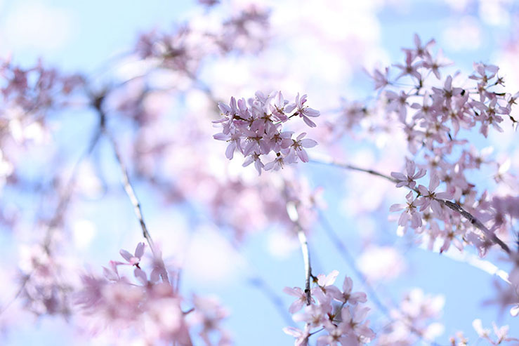 桜の画像