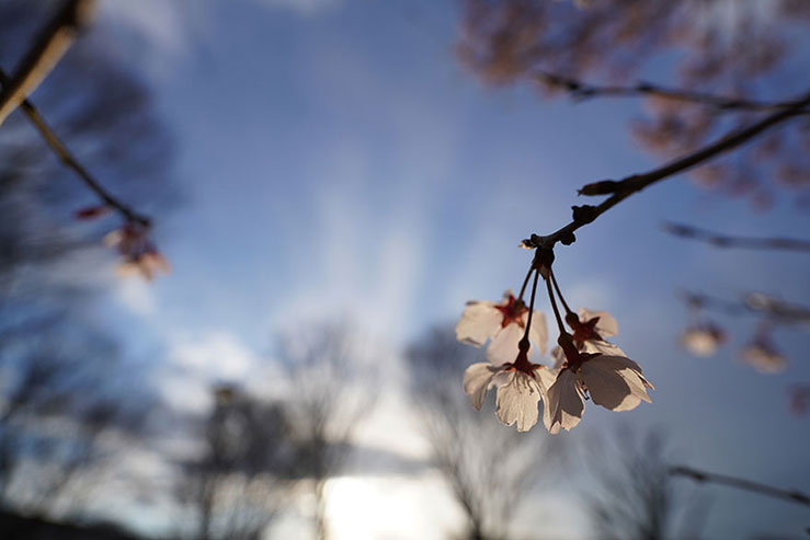 夕日をバックにした桜の花の画像