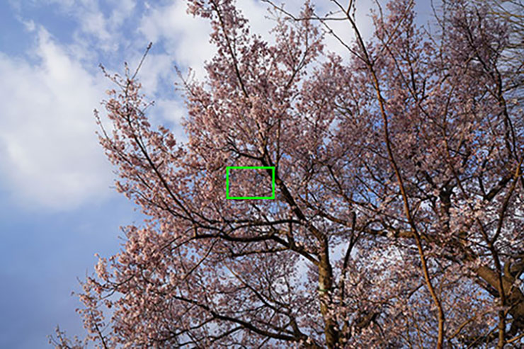 桜の花の画像