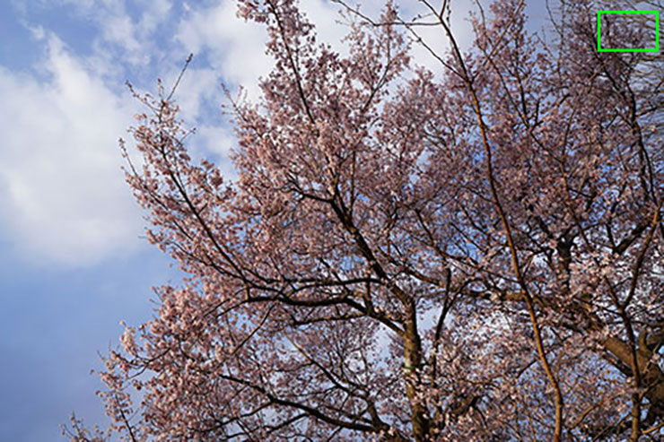 桜の花の画像