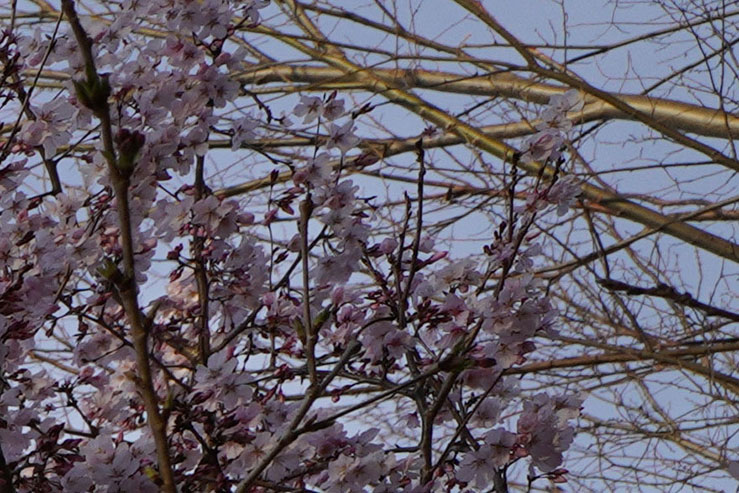 桜の花の拡大画像