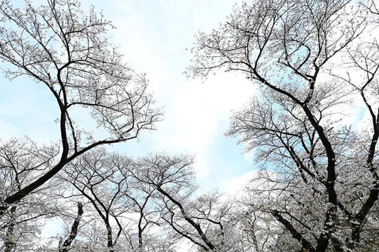 Nikon Z7と NIKKOR Z 20mm f/1.8 Sを組み合わせて撮影した満開の桜の画像