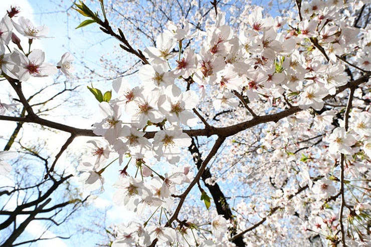 Nikon Z7と NIKKOR Z 20mm f/1.8 Sを組み合わせて撮影した桜と空の画像