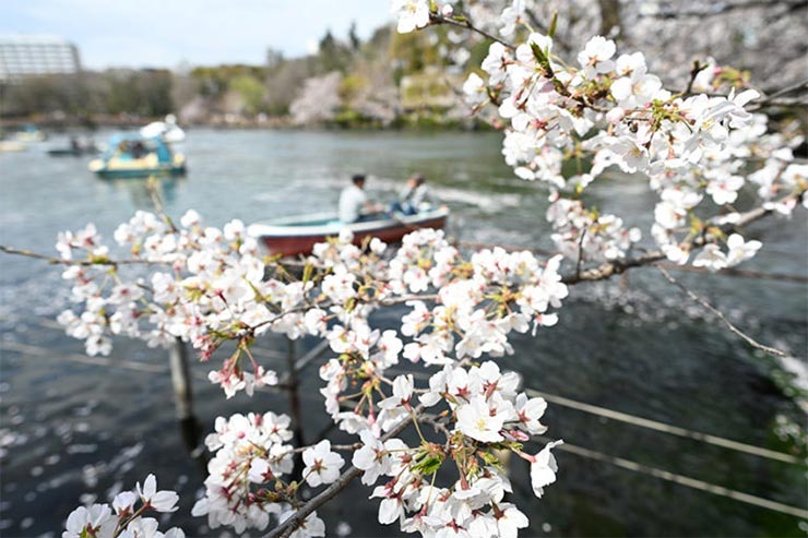 Nikon Z7と NIKKOR Z 20mm f/1.8 Sを組み合わせて撮影した桜と湖の画像