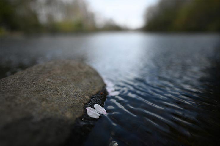 Nikon Z7と NIKKOR Z 20mm f/1.8 Sを組み合わせて撮影した池に浮かぶ花びらの画像