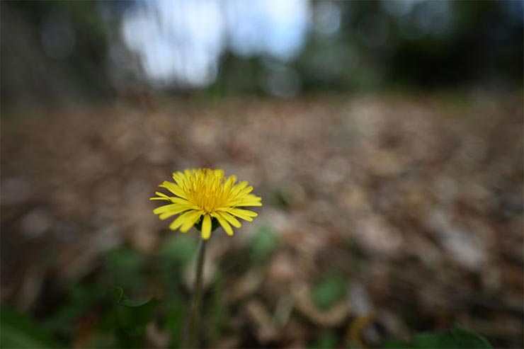 Nikon Z7と NIKKOR Z 20mm f/1.8 Sを組み合わせて撮影したたんぽぽの画像