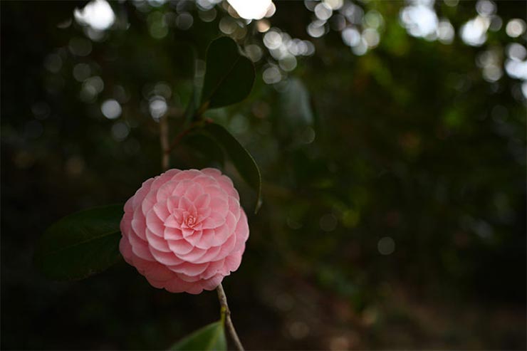 Nikon Z7と NIKKOR Z 20mm f/1.8 Sを組み合わせて撮影した椿の画像