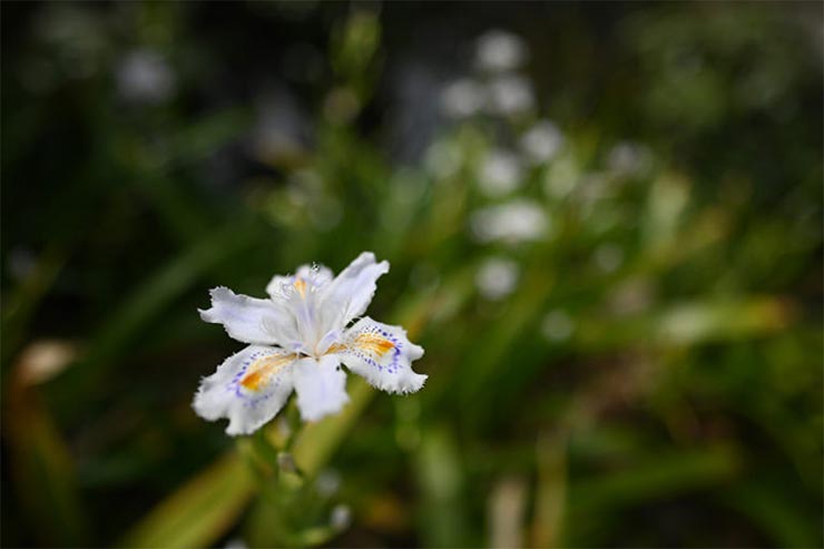 Nikon Z7と NIKKOR Z 20mm f/1.8 Sを組み合わせて撮影した花の画像