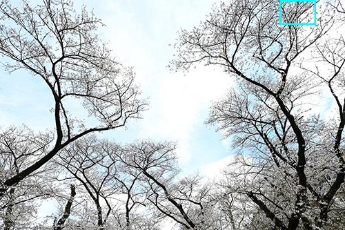 Nikon Z7と NIKKOR Z 20mm f/1.8 Sを組み合わせて撮影した桜の画像