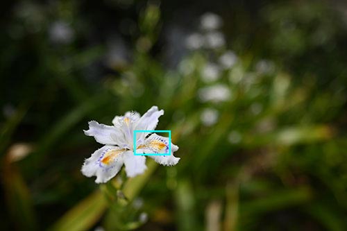 Nikon Z7と NIKKOR Z 20mm f/1.8 Sを組み合わせて撮影した花の画像