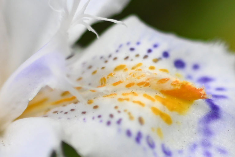 Nikon Z7と NIKKOR Z 20mm f/1.8 Sを組み合わせて撮影した花の拡大画像