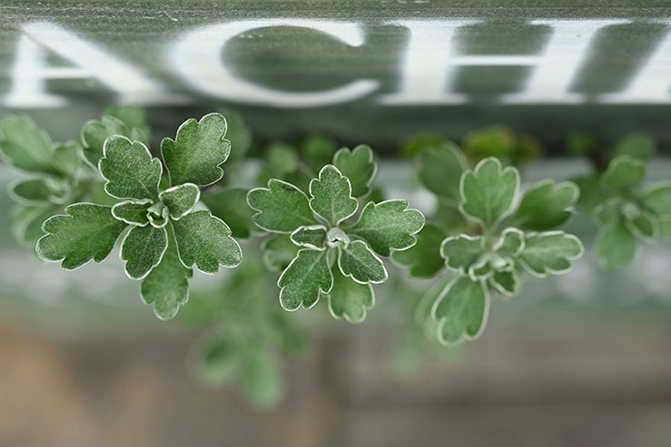 植物の画像