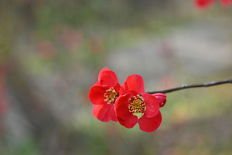 真っ赤なボケの花の画像
