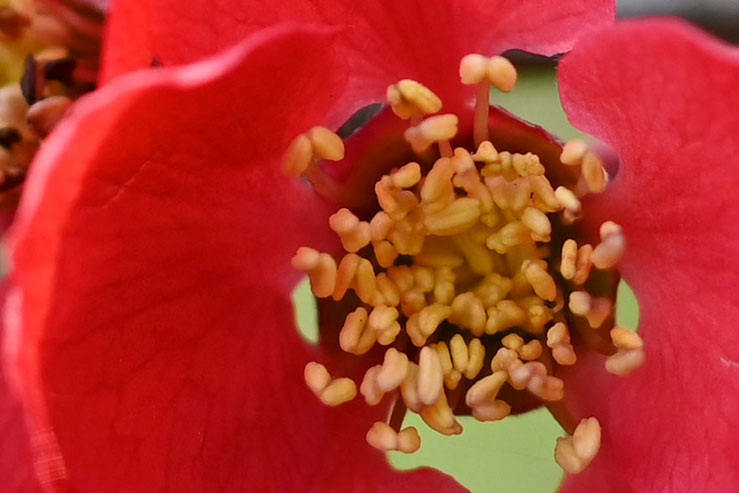 ボケの花の拡大画像