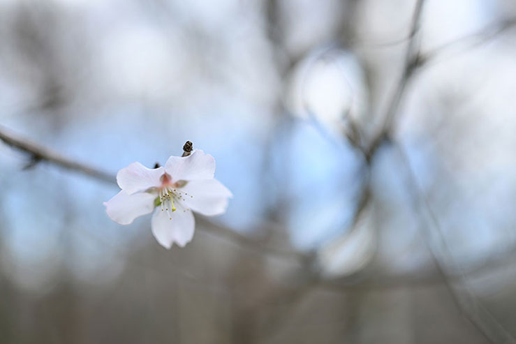桜の画像