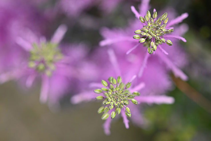 ピンクの花の画像