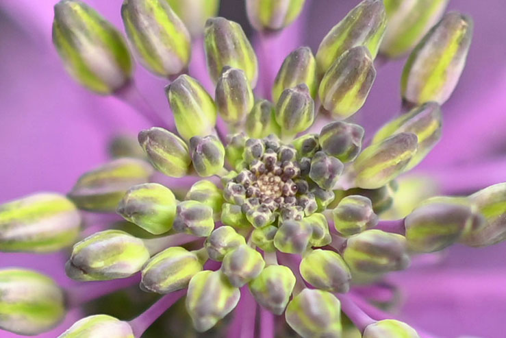 ピンクの花の拡大画像