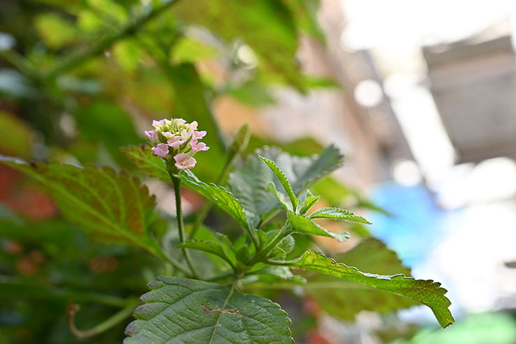 ピンクの花の画像