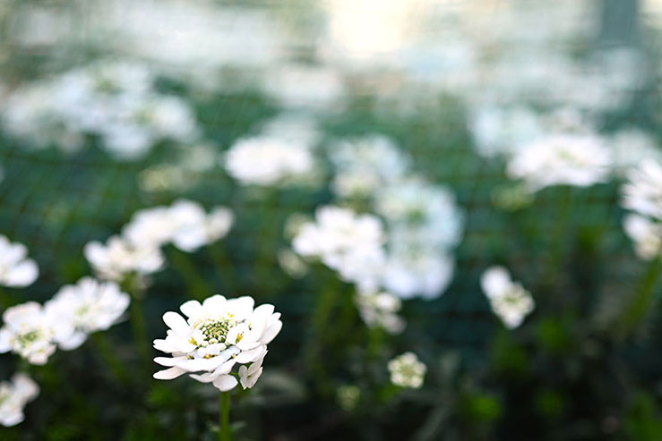 白い花の花壇の画像