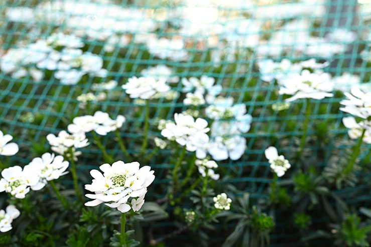白い花の花壇の画像