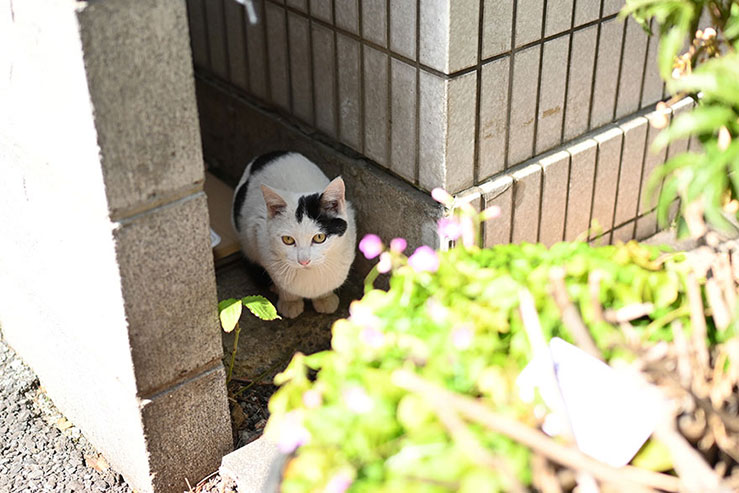 猫の画像