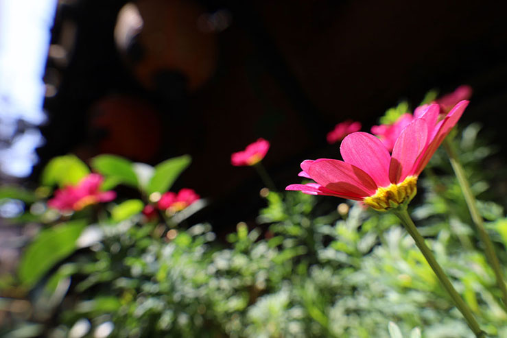 ピンクの花の画像