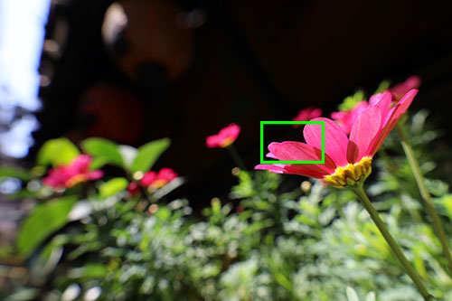 ピンクの花の画像