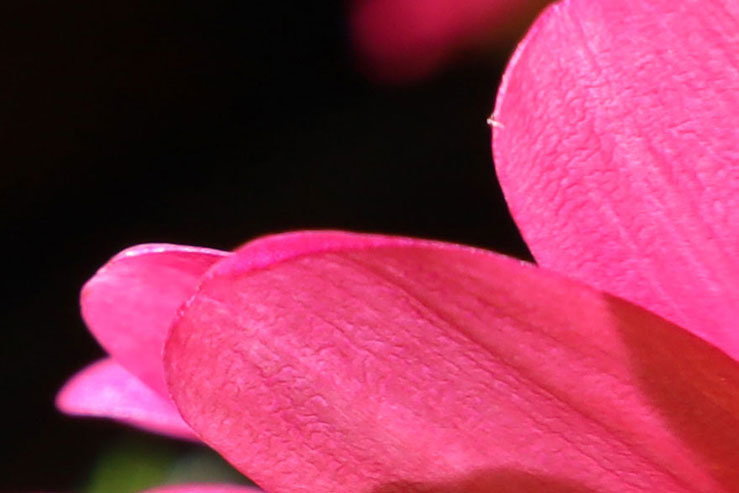 ピンクの花の拡大画像