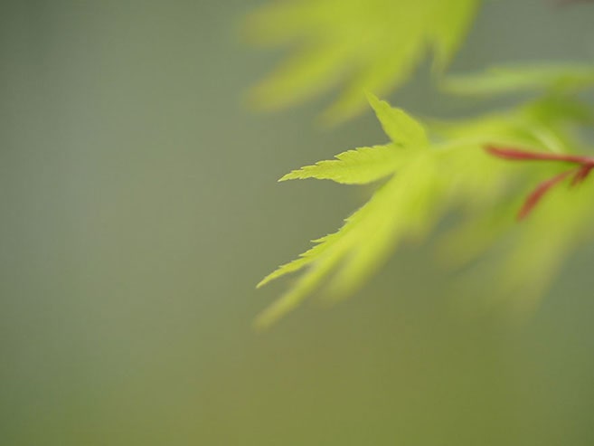 新緑が美しい紅葉の葉の画像