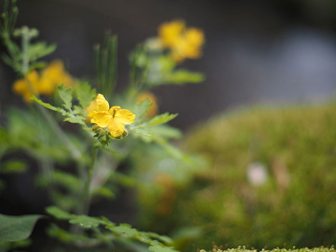 川辺に咲く黄色い花の画像