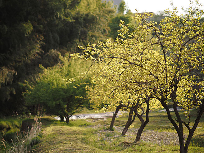 夕日を浴びた新緑の画像
