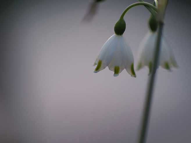 小さなスズランの花の画像