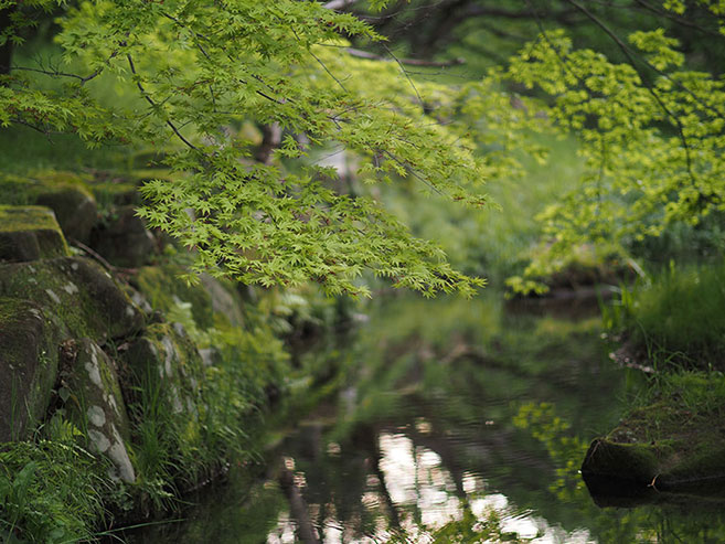 小川に下ろした紅葉の画像