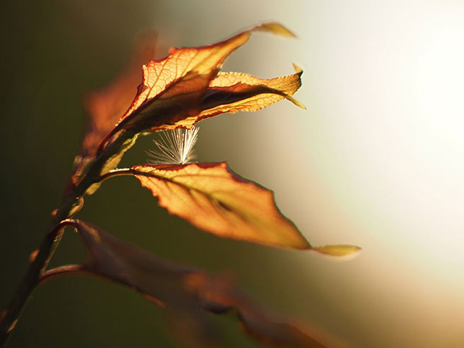逆光線の夕日に輝くたんぽぽの綿毛の画像