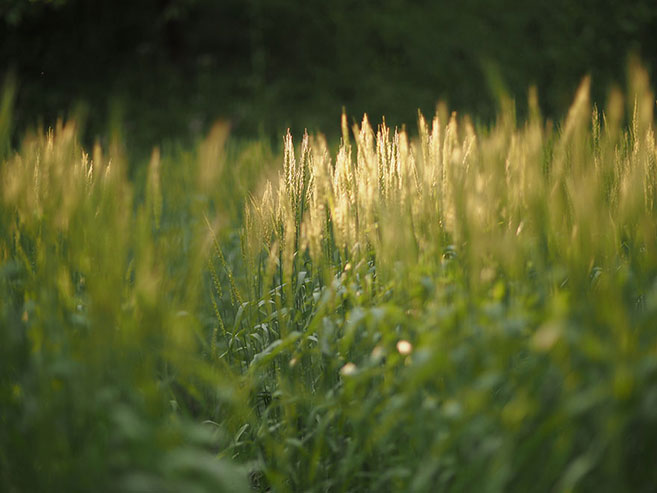 青々と茂る麦の穂の画像