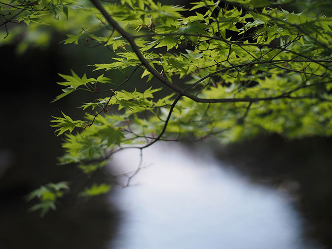新緑の紅葉の葉の画像