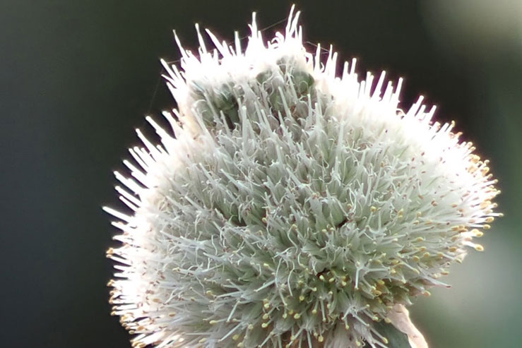 植物の拡大画像