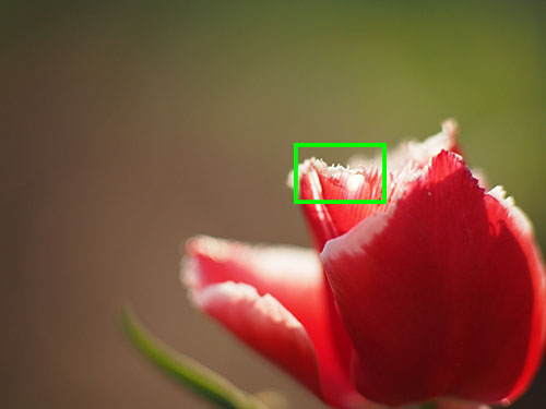 Voigtlander NOKTON 60mm F0.95 MFT 実写レビュー Voigtlander NOKTON 60mm F0.95 MFT 実写レビュー