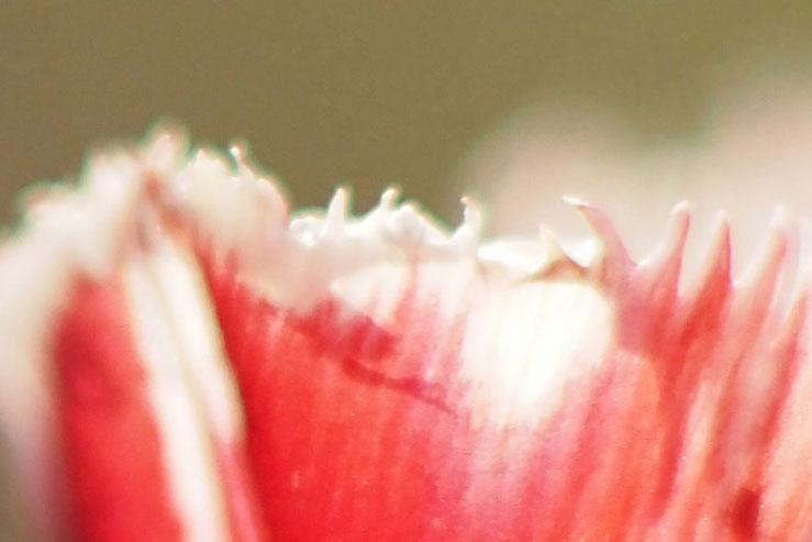 赤い花の拡大画像