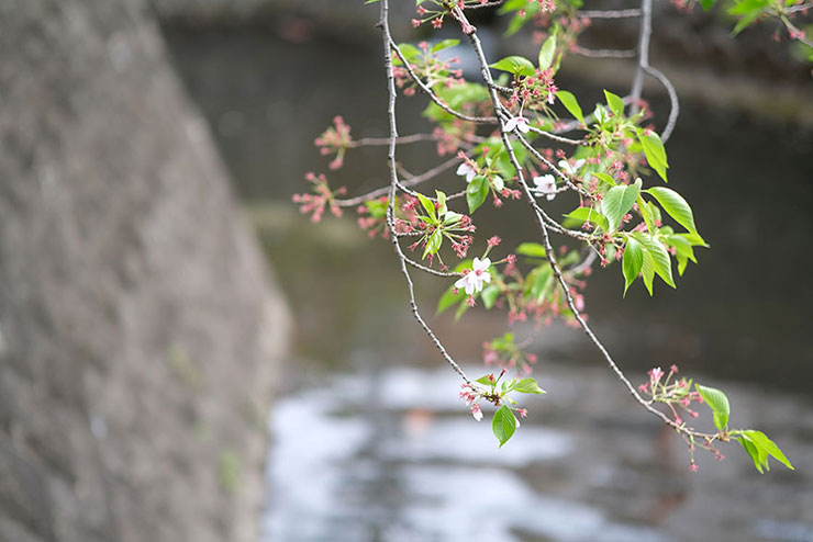 桜の画像