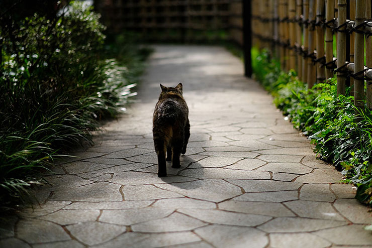 石畳を歩く猫の後ろ姿の画像