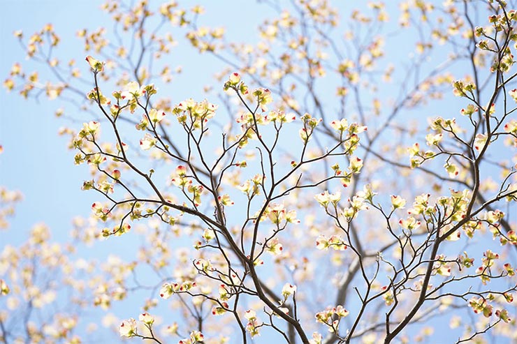 SONY α7RIVとTAMRON 70-180mm F/2.8 Di III VXDを組み合わせて撮影した桜の画像