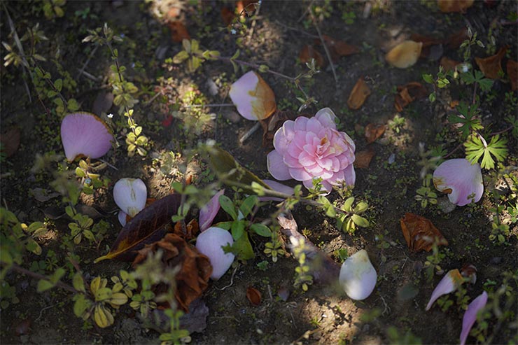 SONY α7RIVとTAMRON 70-180mm F/2.8 Di III VXDを組み合わせて撮影した落下した椿の花の画像
