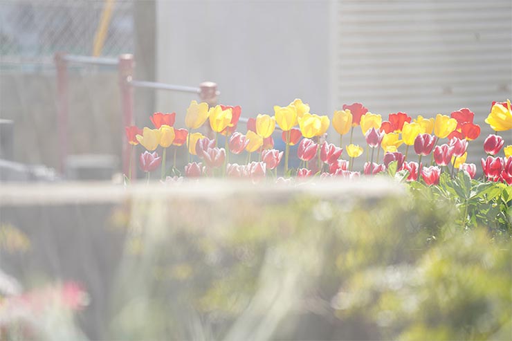 SONY α7RIVとTAMRON 70-180mm F/2.8 Di III VXDを組み合わせて撮影したチューリップの画像
