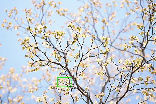 SONY α7RIVとTAMRON 70-180mm F/2.8 Di III VXDを組み合わせて撮影した桜の画像