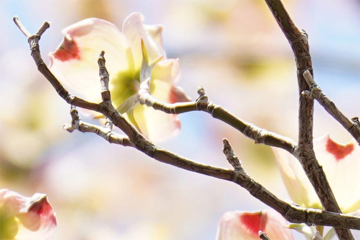 SONY α7RIVとTAMRON 70-180mm F/2.8 Di III VXDを組み合わせて撮影した桜の拡大画像